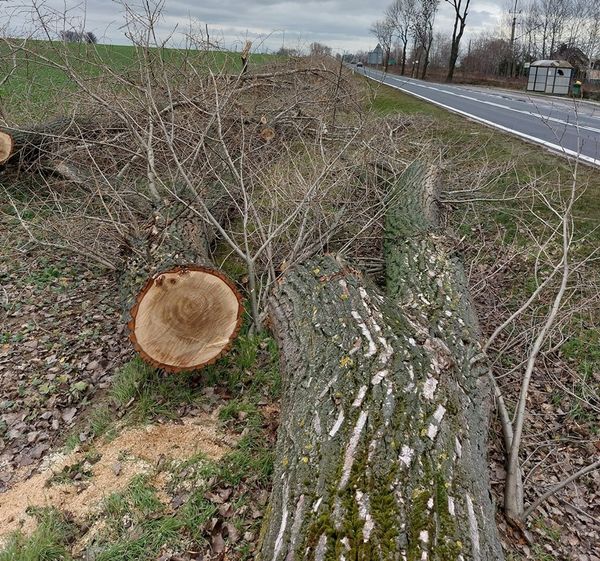 Interwencja poselska w sprawie odstąpienia od planów dalszej wycinki drzew przy drogach wojewódzkich na terenie Gminy Złotoryja