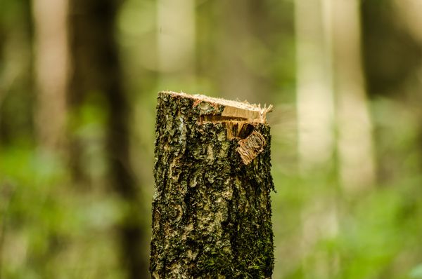 Interwencja poselska w sprawie wycinki w lesie w Nowej Karczmie