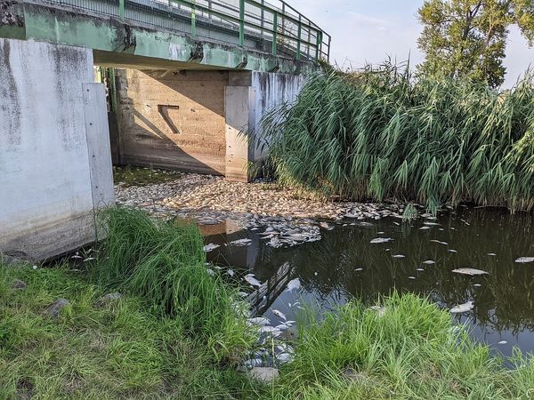 Interpelacja w sprawie przygotowań do ewentualnej katastrofy ekologicznej na Odrze i innych rzekach