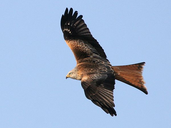 Interwencja poselska dotycząca zaprzestania wycinki lasów w związku z obecnością kani rudej na terenie Leśnictwa Rudawica