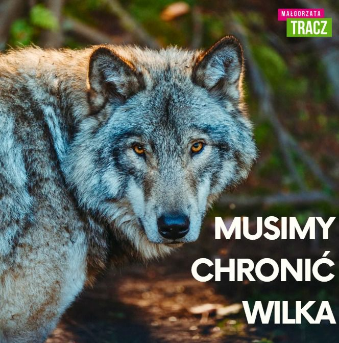 Wilk musi być chroniony!